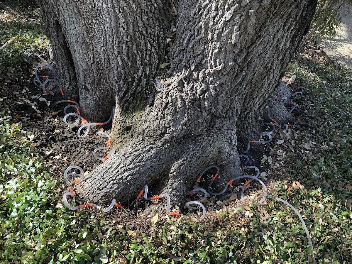 Detailed Tree Cabling and Bracing job site in Girard