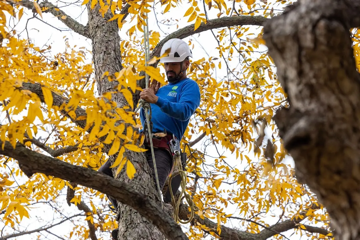 Skilled Tree Planting crew working in Girard